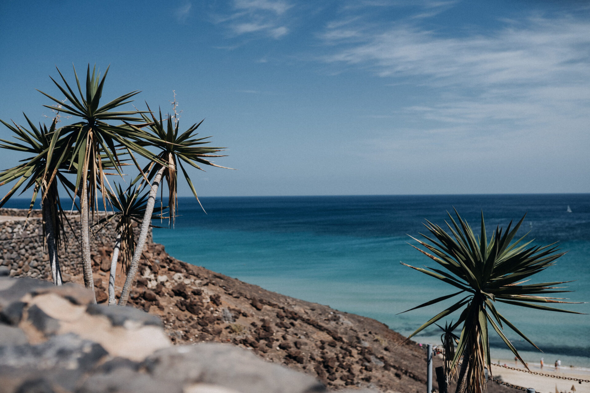 Palmen und Blick auf den Atlantik im Süden Fuerteventuras