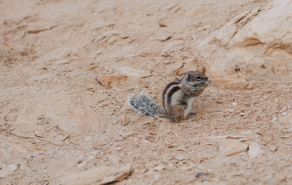 Atlashörnchen gibts an der Westküste Fuerteventura in La Pared