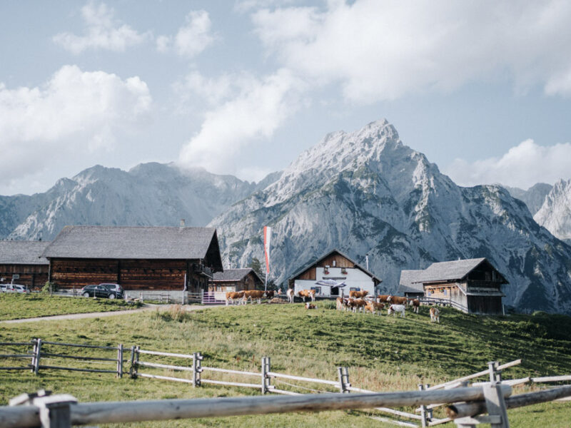 Ausflugsziel rund um Hall in Tirol ist die Walderalm mit den besten Kaspressknödeln