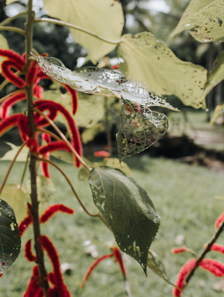 Exotische Pflanzen im Sir Seewoosagur Ramgoolam Botanical Garden