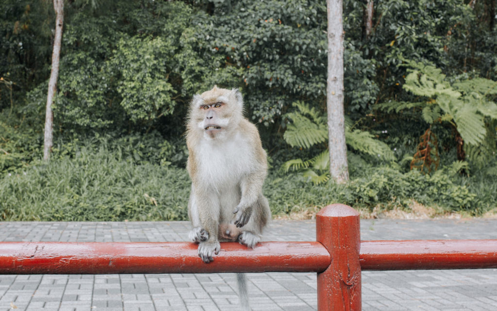 Affe sitzt auf rotem Holzbanken und wartet am Grand Bassin Mauritius