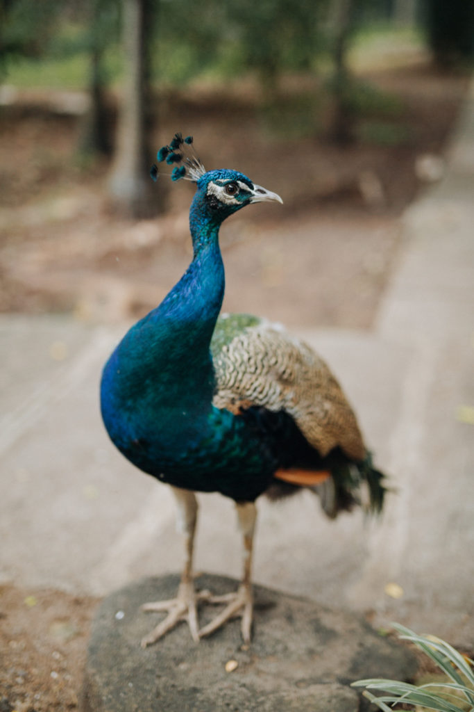 Pfau mit leuchtendem Gefieder im Casela World of Adventures
