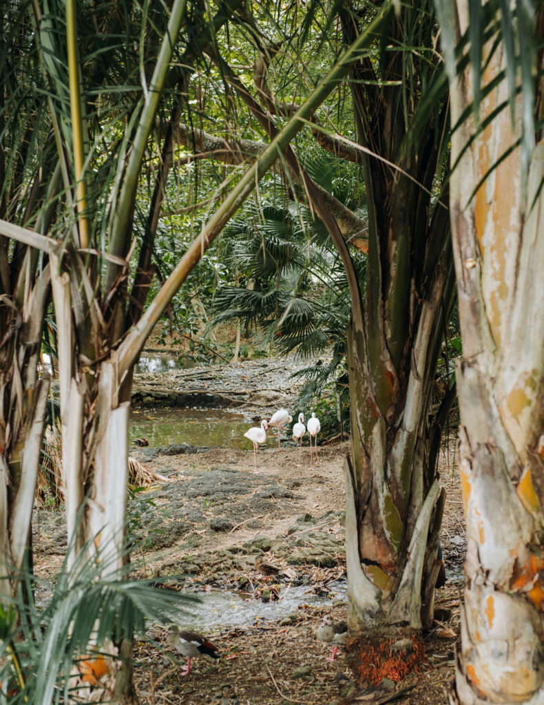 Flamingos im Casela World of Adventures, Mauritius Backpacking Tipp
