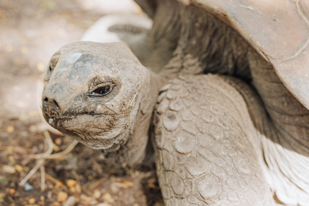 Riesenschildkröte neben den Dünen der siebenfarbigen Erde in Chamarel