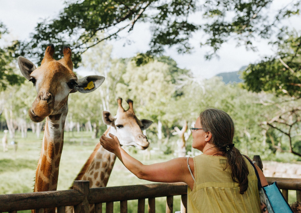Giraffe im Casela World of Adventures Safari-Park