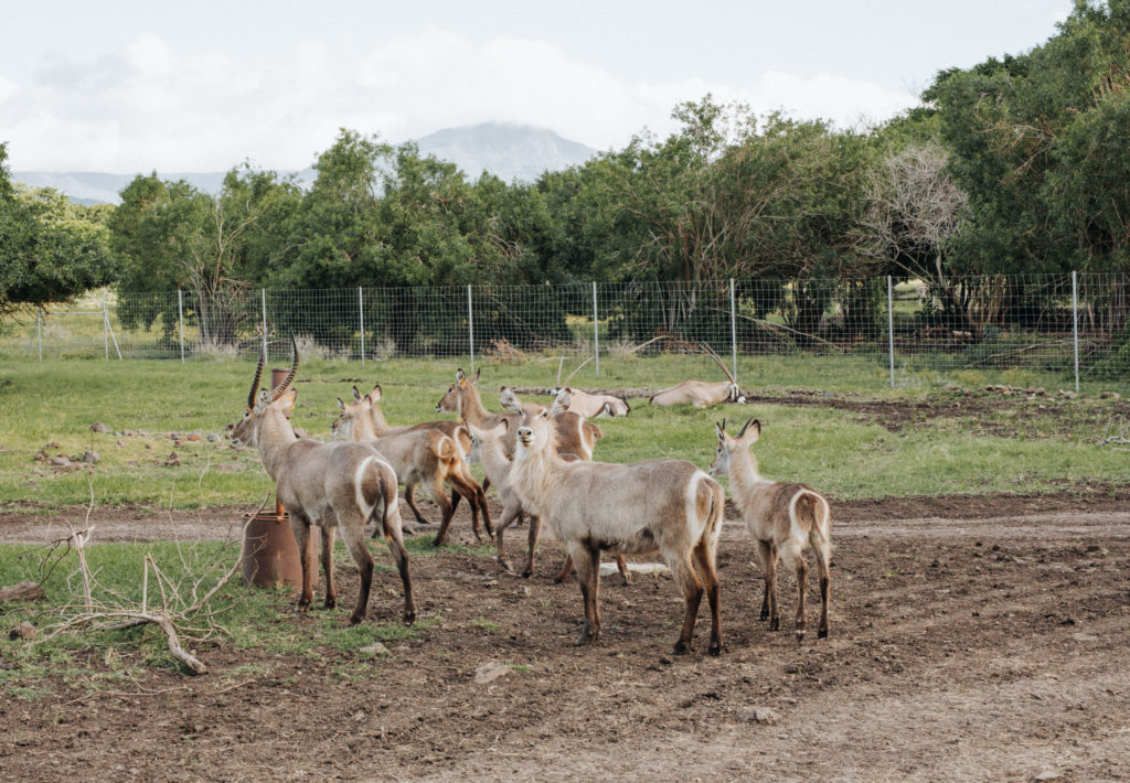 Antilopen im Safari-Gehege von Casela World of Adventures
