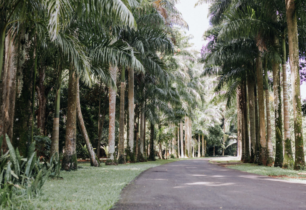 Idyllischer Spazierweg durch den Botanischen Garten von Mauritius
