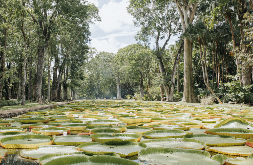 Riesige Seerosen im Botanischen Garten Pamplemousses