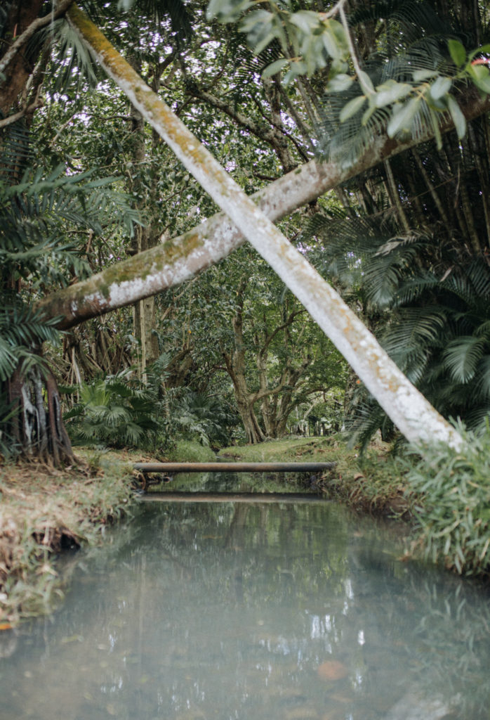 Grüne Vielfalt im SSR Botanical Garden – ein Mauritius Geheimtipp