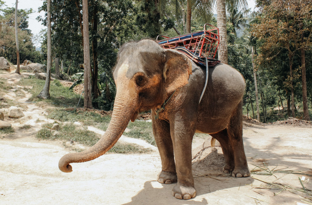 Thailand Koh Phangan RAW Elefant Grundlagen Fotografie Nachbearbeitung