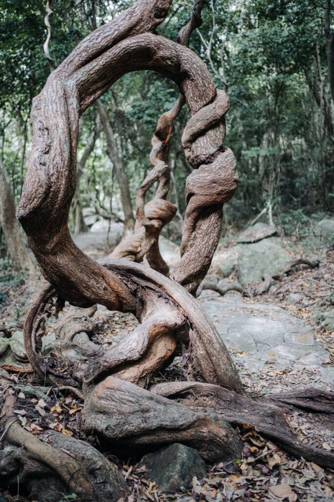 verrückt gewachsene Bäume im Nationalpark auf Con Dao