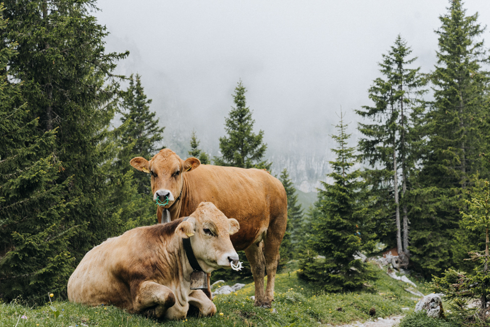 Kühe auf der Bannalp, alpine Weideflächen entlang Wanderweg