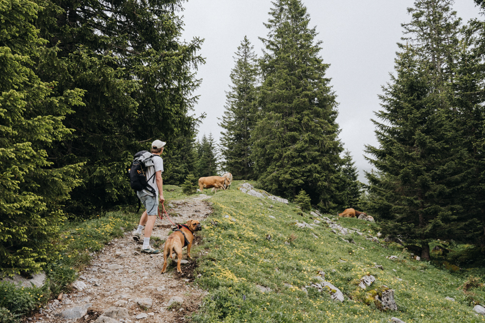 wandern mit Hund bei Kuhherde, Mensch und Hund halten Abstand