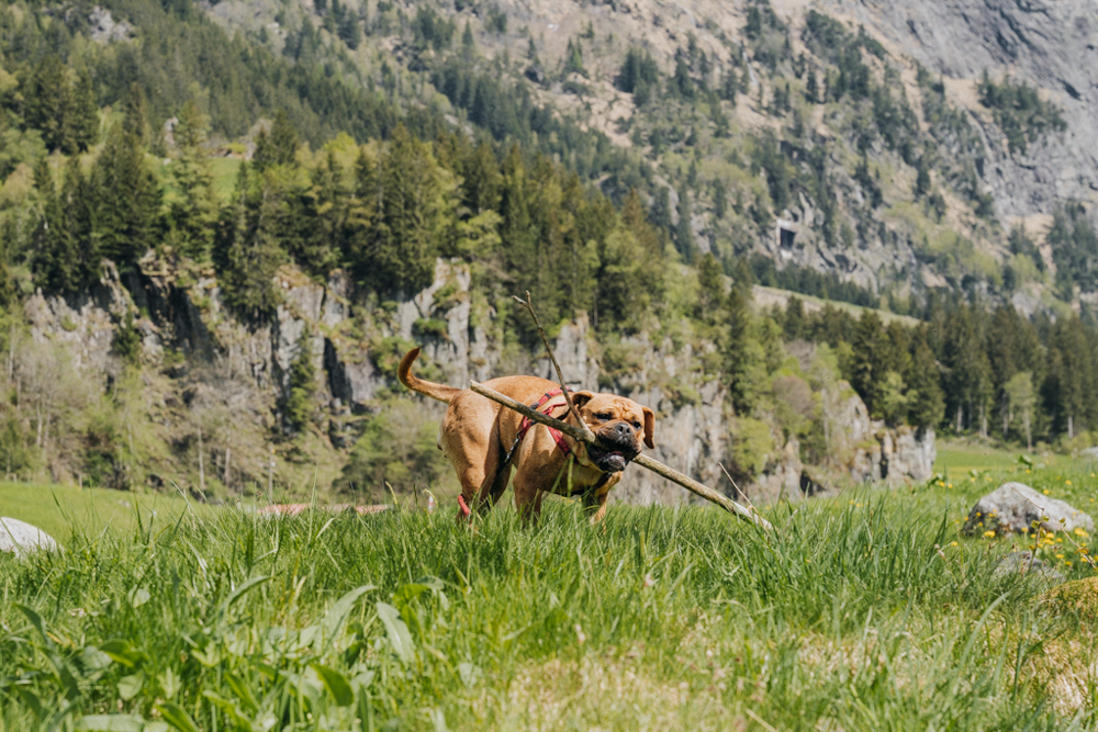 Frau Maier Continental Bulldogge spielt mit Stock während Pause