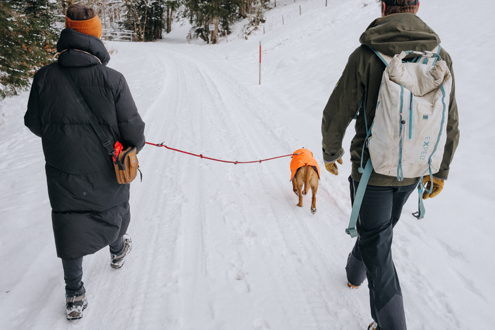 Winterwandern mit Hund im Bregenzerwald, Bulldogge trägt Wintermantel