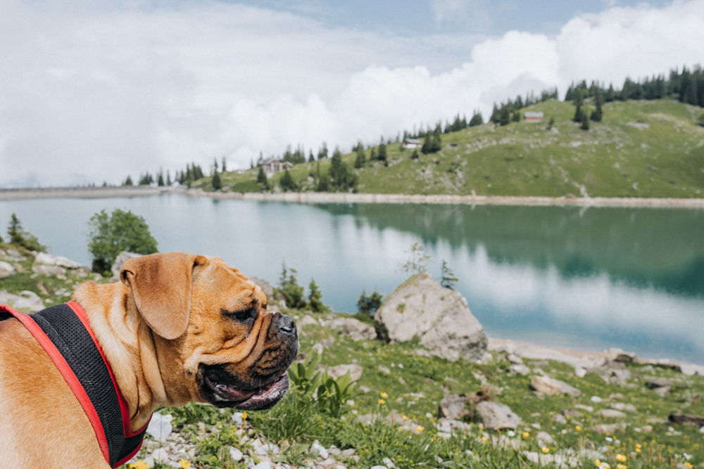 wandern mit hund auf der Bannalp, sommerliche Bergwiese in der Schweiz