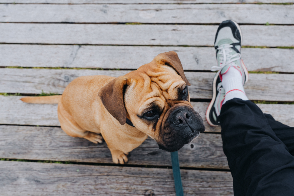 wanderung mit hund im Nationalpark Ķemeri, Pause auf Holzplattform
