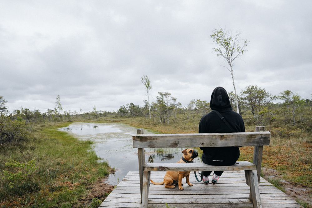 wandern mit hund im Nationalpark Ķemeri, Pause auf Bank