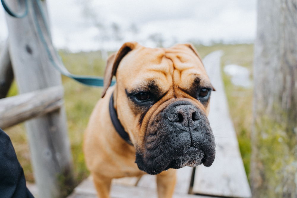 wandern mit hund im Nationalpark Ķemeri, Frau Maier auf Holzsteg durch Moorlandschaft