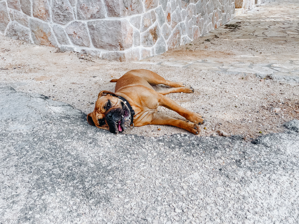 wanderung mit hund im Velebit Gebirge Kroatien, erschöpfte Frau Maier ruht nach langer Tour