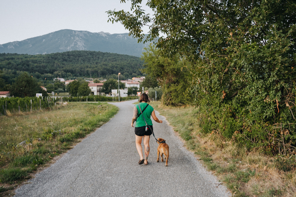 Mit hund im Vipava Valley, Weinberge und sanfte Hügel in Slowenien