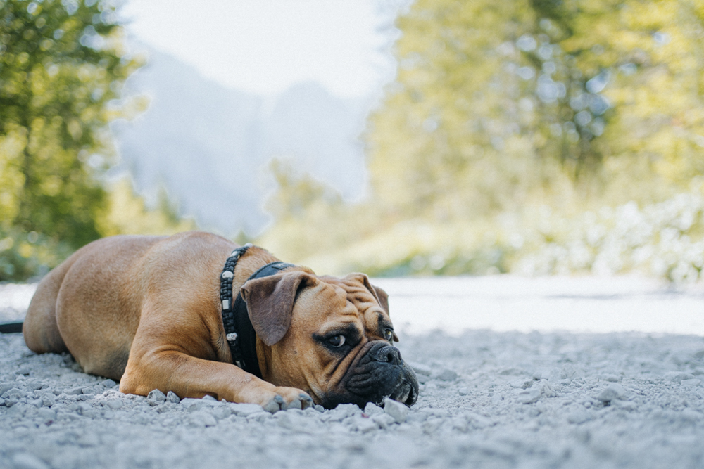 wandern mit hund im Nationalpark Slowenien, Frau Maier macht Pause im schattigen Wald