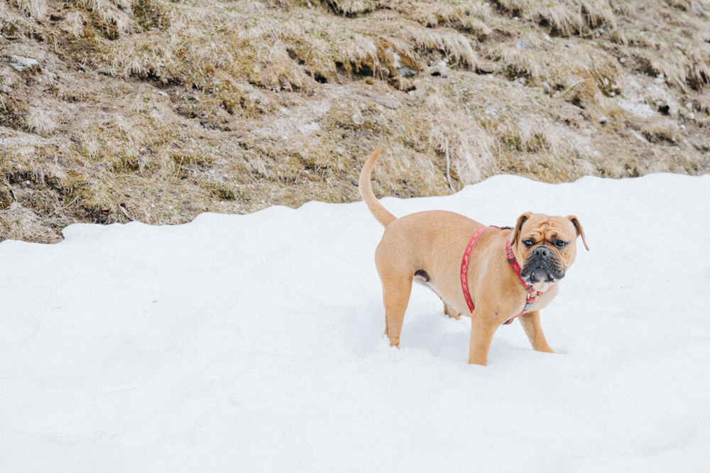 wandern mit Hund im Winter am Hasliberg, sonniger Schneeweg