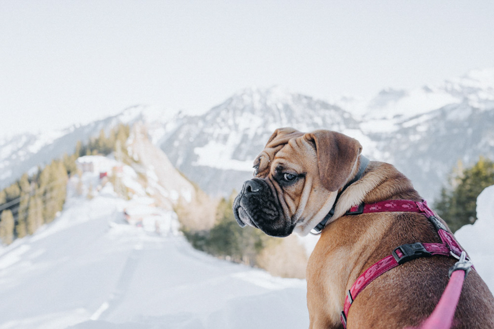 Winterwanderung mit Hund am Hasliberg, Schnee und Bergpanorama