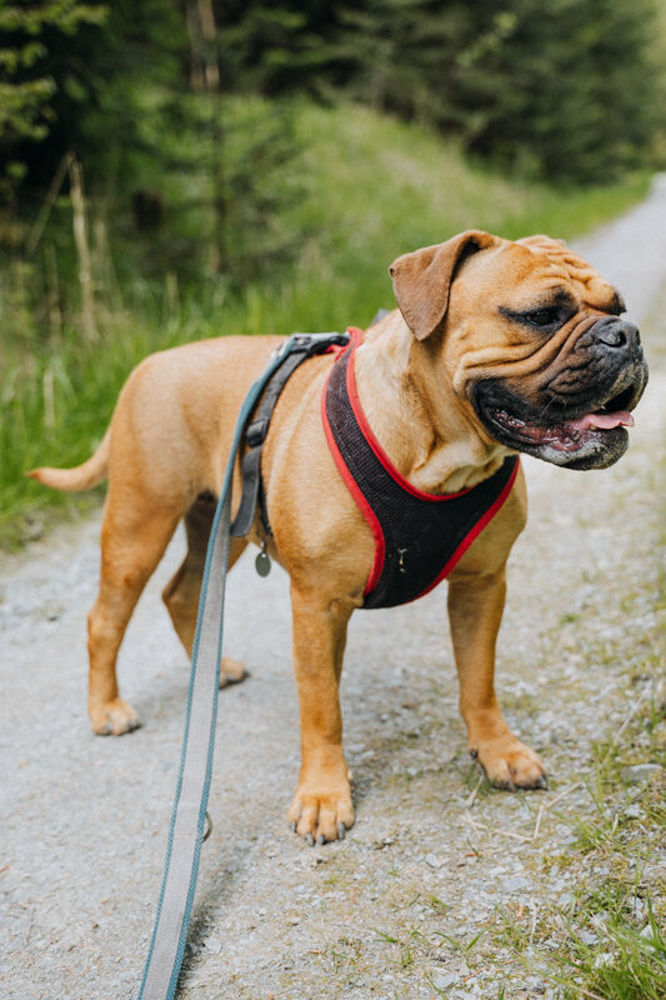 Frau Maier auf der Wanderung bei Blankenberg (Thüringen) im Sommer hechelnd