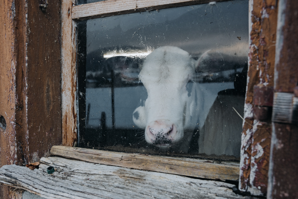 Eine Kuh im Kuhstall schaut am Morgen beim Umgang in Hittisau aus dem Fenster ihres Stalls