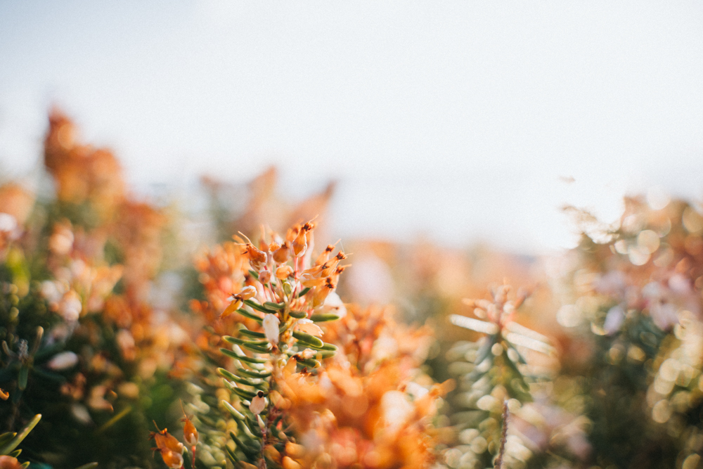 Sträucher auf Lefkada – Gegenlichtfotos in der goldenen Stunde mit warmem Sonnenlicht