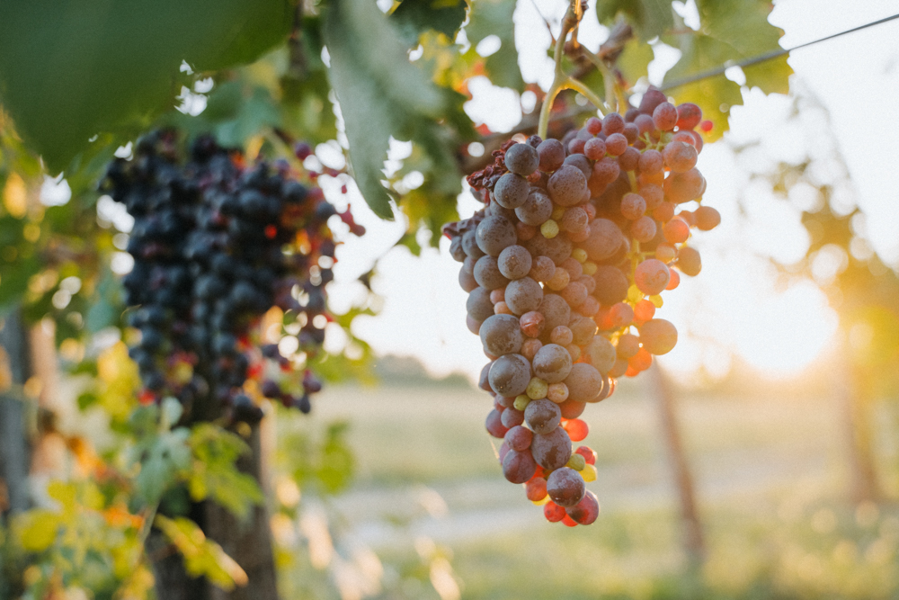 Weinberge im Vipava Valley bei Sonnenuntergang – Gegenlicht Fotografie mit Weintrauben