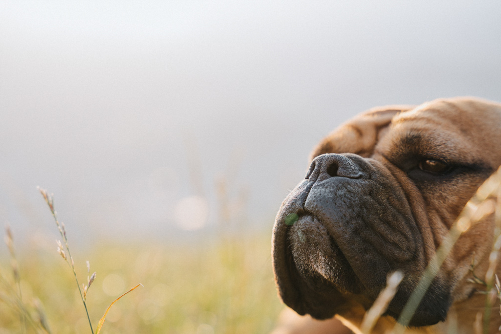 Frau Maier im goldenen Licht – Gegenlichtfotografie Salzburg während der Abendstunden