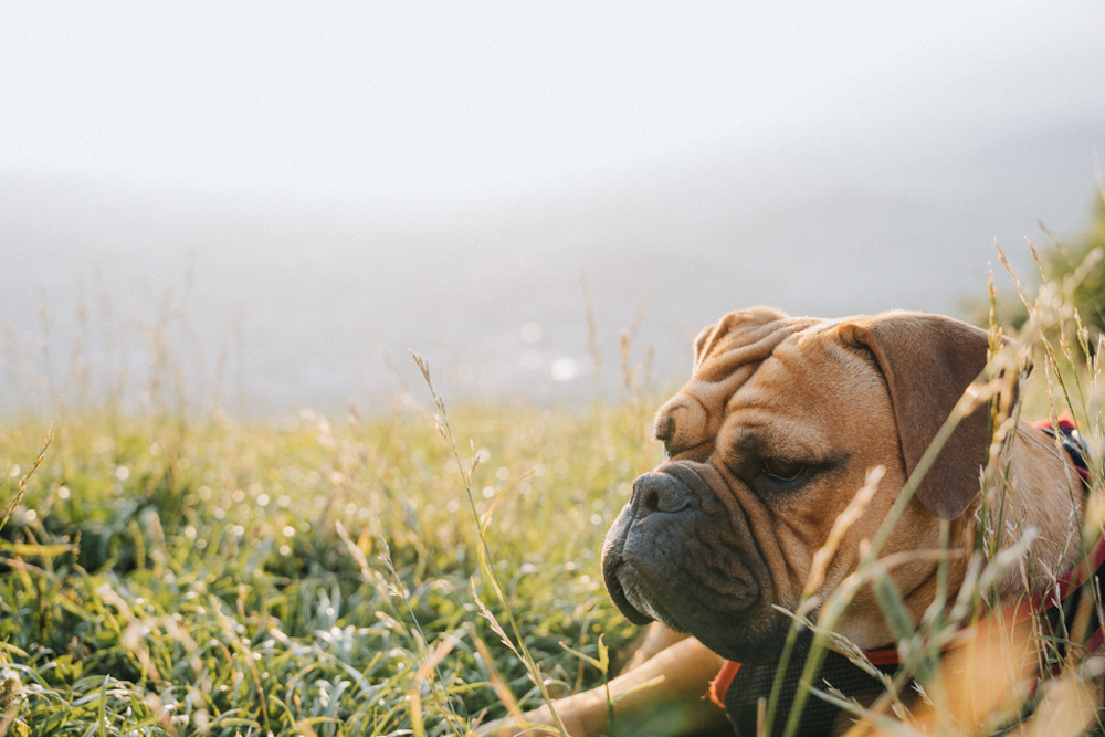Sonnenuntergang auf dem Gaisberg in Salzburg – Frau Maier beim Fotografieren gegen die Sonne