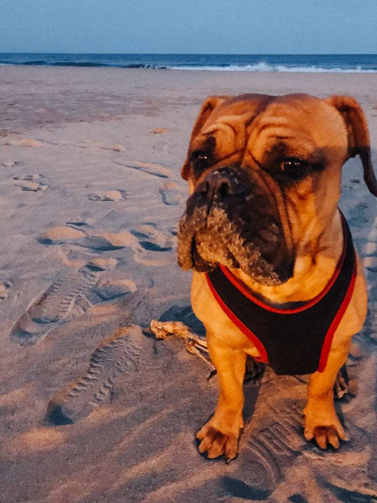 Urlaub mit Hund in Ligurien am Strand während der Nebensaison ist kein Problem, Continental Bulldog Ligurien Geheimtipps