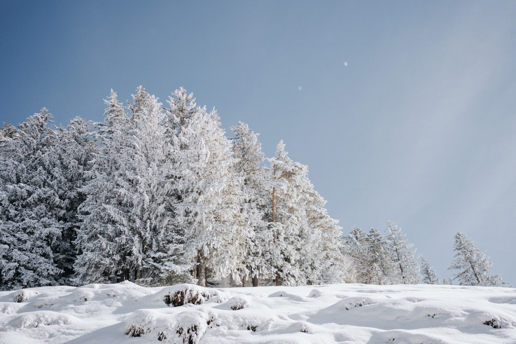 Winterwandern in der Schweiz mit schneebedeckten Tannenbäumen entlang der Wegstrecke auf dem Winterwanderweg des Engelstock Rundwegs