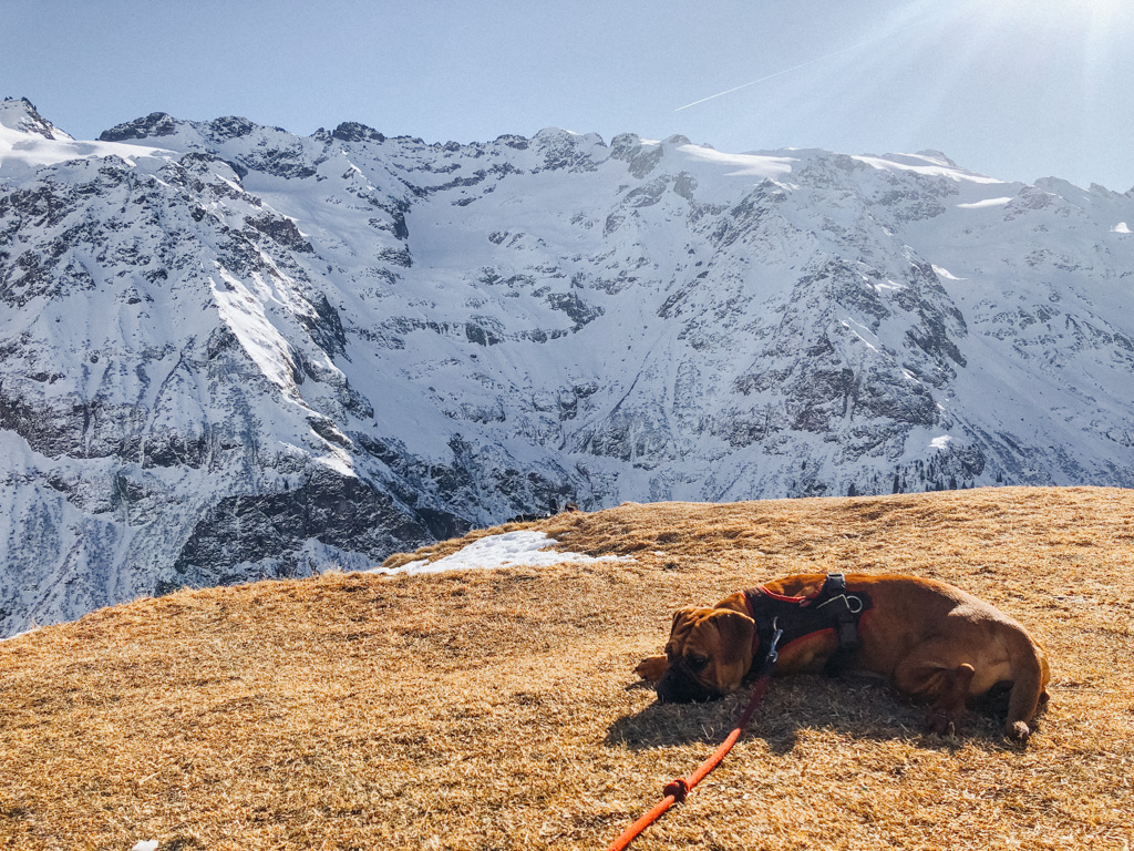 Winterwandern mit Hund auf der Fürenalp in Obwalden
