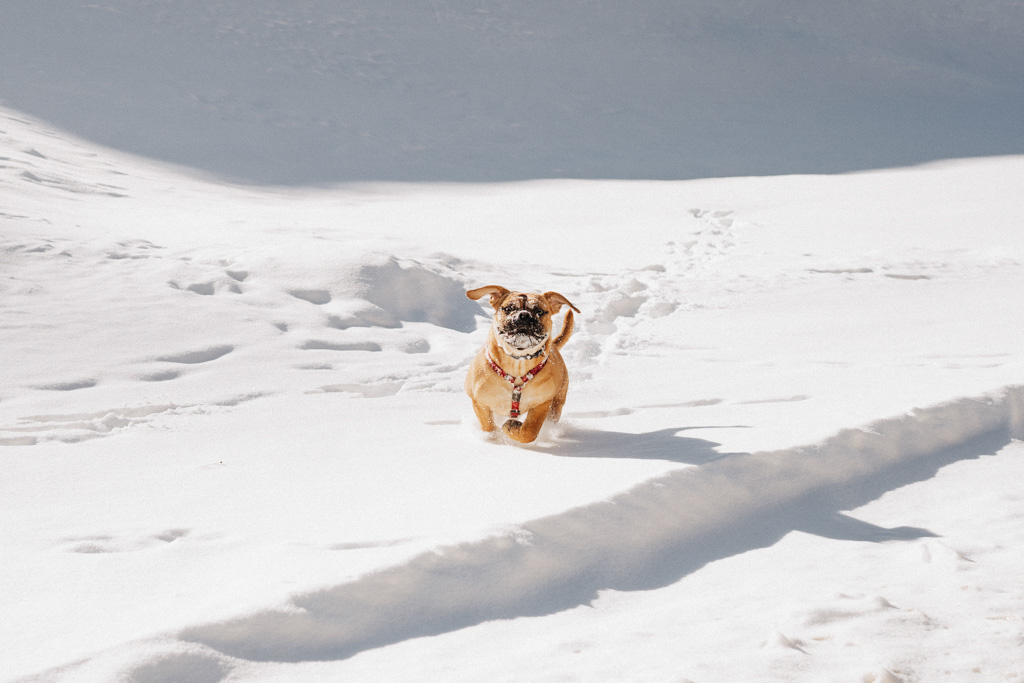Hunde lieben das Winterwandern in der Schweiz mit viel Schnee