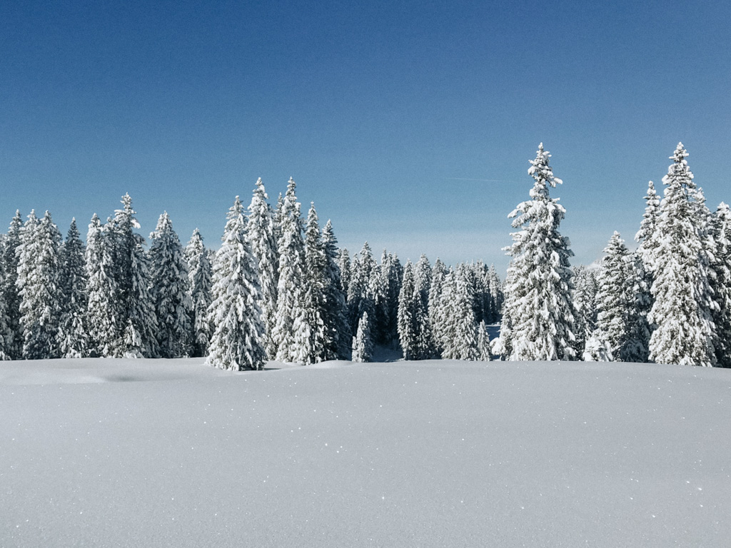 Winterwandern in der Schweiz mit schneebefallenen Tannenbäumen und meterhohem Schnee auf dem Winterwanderweg im Toggenburg