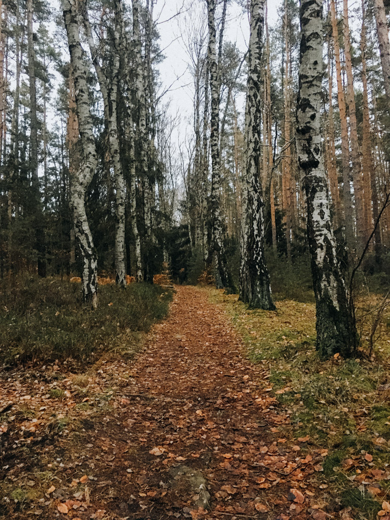 Wanderweg im Birkenwald zum Herzogstuhl in der Jagdanlage Rieseneck