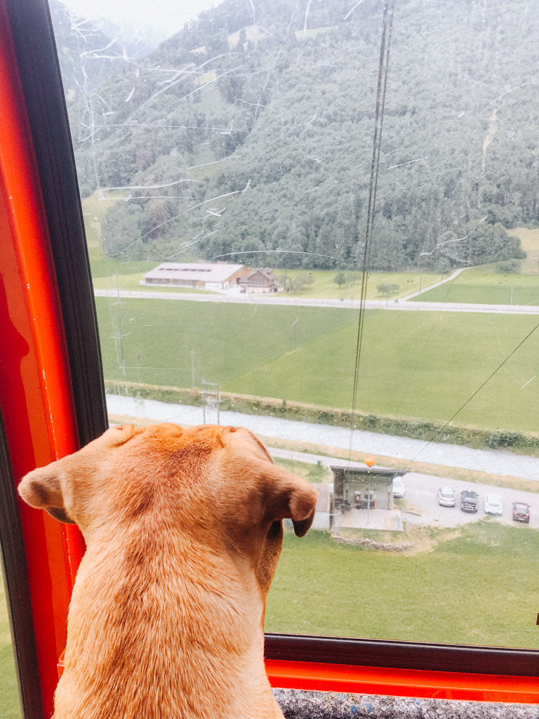 Urlaub mit Hund in der Schweiz - Gondel fahren mit Hund muss geübt werden