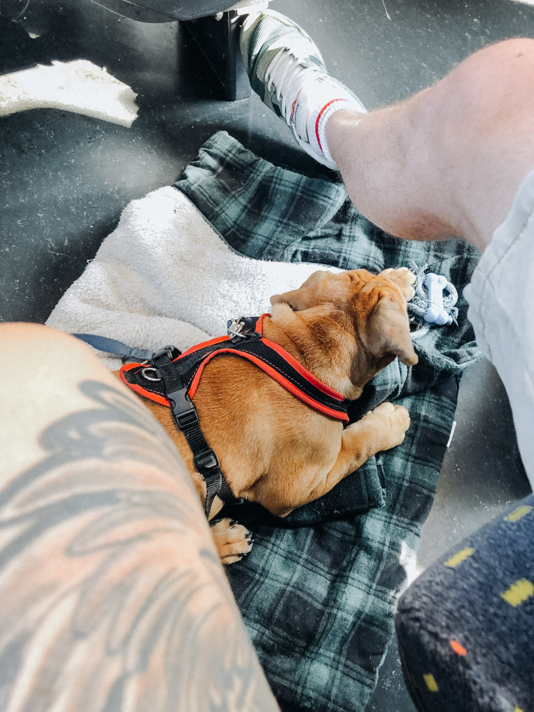 mit Hund unterwegs in den öffentlichen Verkehrsmitteln der Schweiz während Urlaub mit Hund in der Schweiz