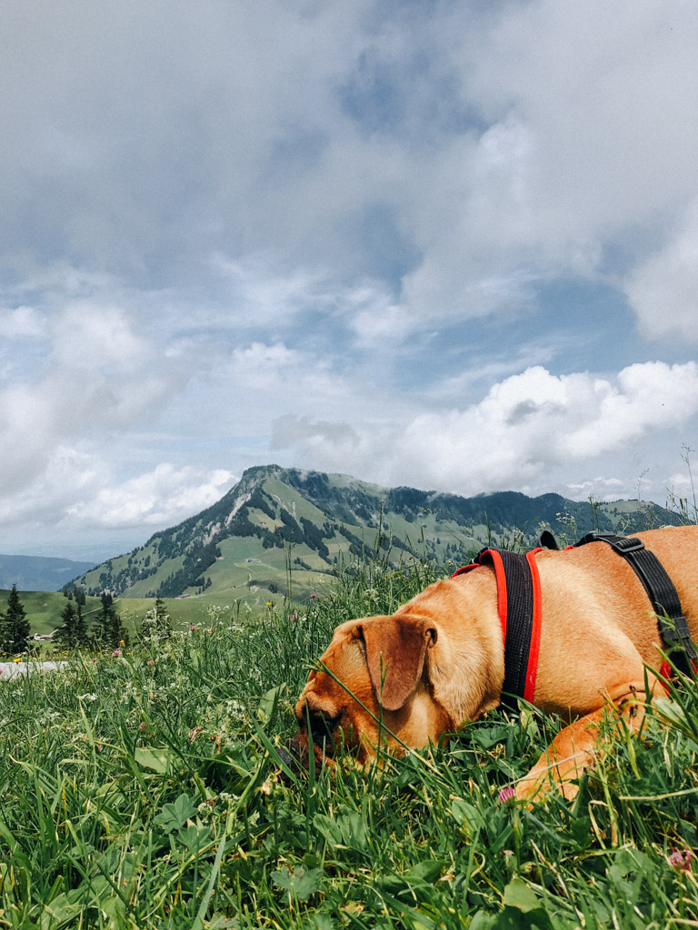 Frau Maier, die Continental Bulldogge von Reisebloggerin Lisa Ludwig, wartet gespannt im Gras während der Wanderung von Diegisbalm mit Stanserhorn im Hintergrund