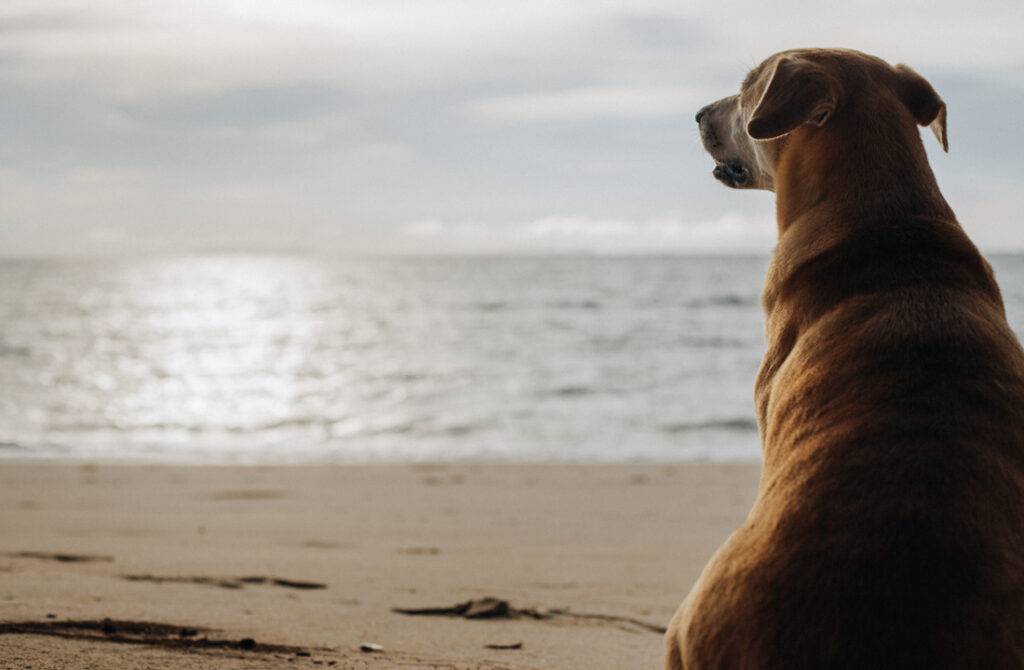 Hund sitzt entspannt am Strand in Thailand und genießt das Meer