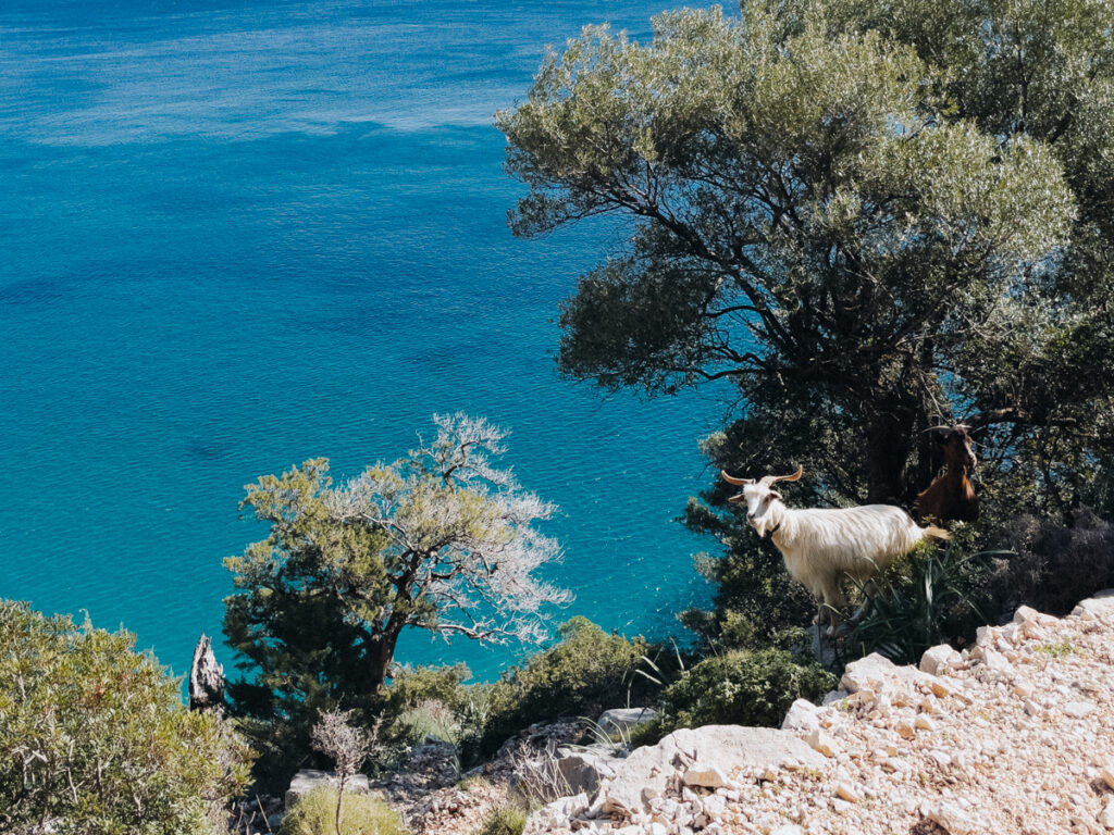 Pedra Longa Ausblick beim Sardinien Roadtrip auf eigene Faust