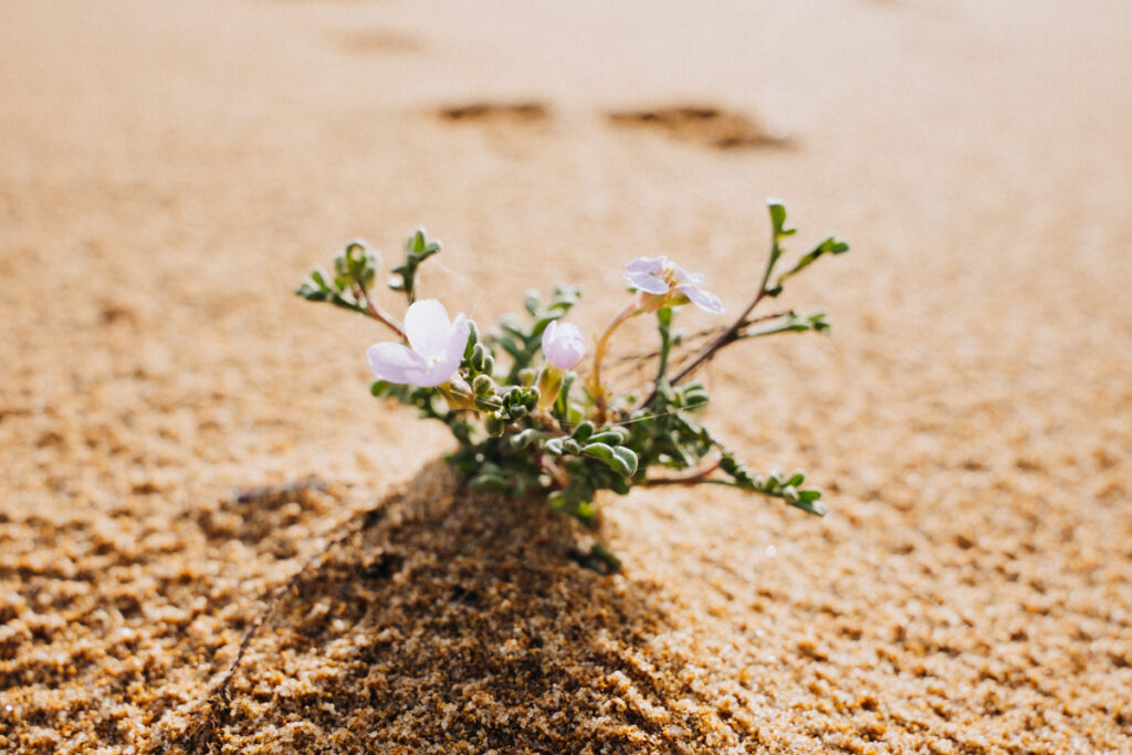 Blume auf der Dune di Torre dei Corsari beim Sardinien Roadtrip