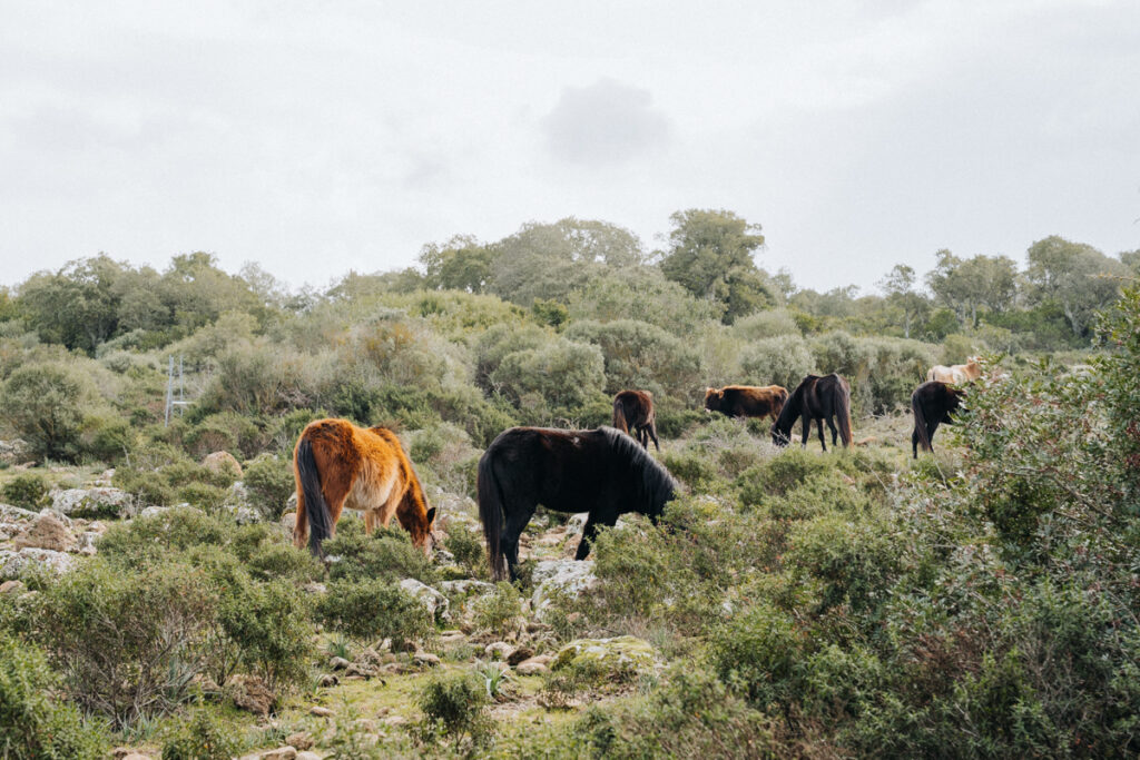 Wildpferde der Giara di Gesturi bei der Sardinien Rundreise