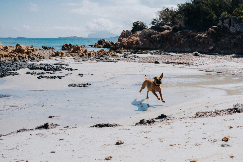 Frau Maier am Strand Spiaggia Poltu Di Li Cogghj beim Sardinien Roadtrip mit Hund