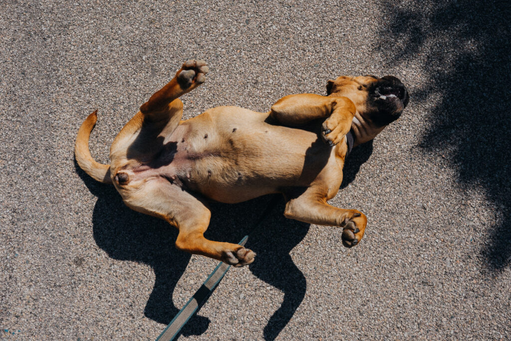 Frau Maier freut sich auf dem Asphalt beim Sardinien Roadtrip mit Hund