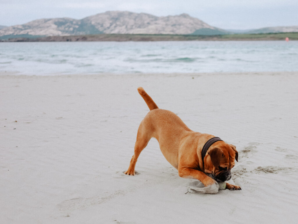 Frau Maier spielt mit einem Ball am Strand La Pelosa auf Sardinien
